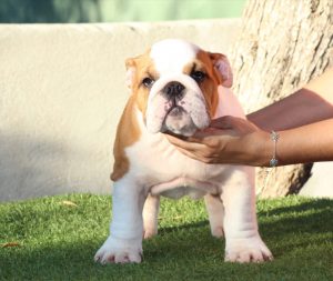 Macho Disponible, TELÉFONO 639074580