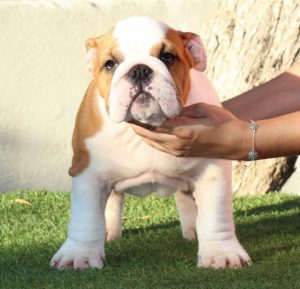 Macho Disponible, TELÉFONO 639074580