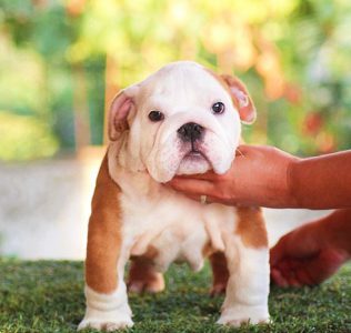 cachorro1