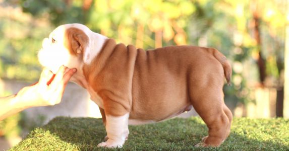 cachorro2