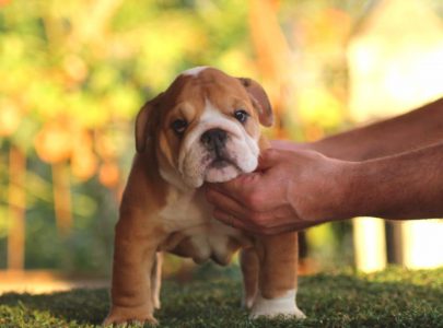 cachorro3