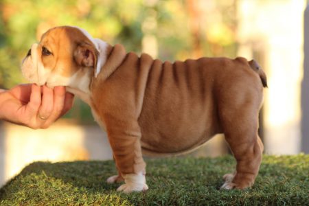 cachorro4