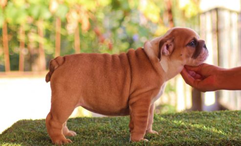 cachorro5