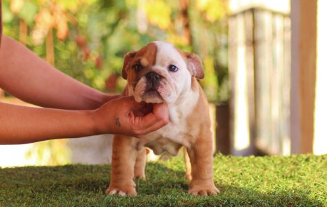 cachorro6